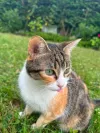 pet-image