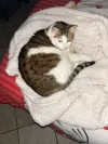 pet-image