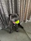 pet-image
