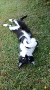 pet-image