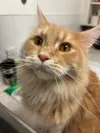 pet-image