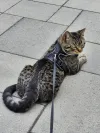 pet-image