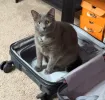 pet-image