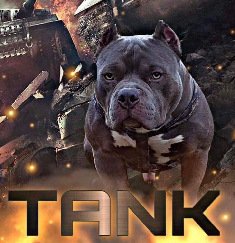 tank  poster