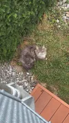 pet-image