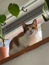 pet-image