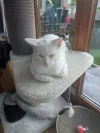 pet-image
