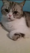pet-image