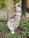 pet-image