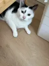 pet-image