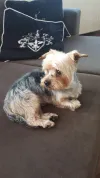 pet-image