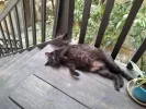 pet-image