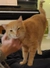 pet-image