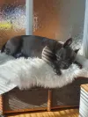 pet-image