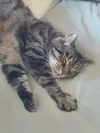 pet-image