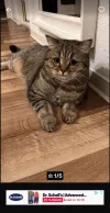 pet-image