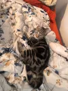 pet-image