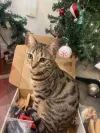 pet-image