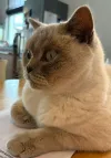 pet-image