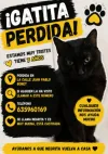 pet-image