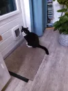 pet-image