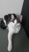 pet-image