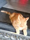 pet-image