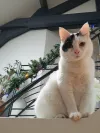 pet-image
