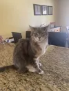 pet-image