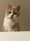 pet-image