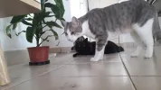 pet-image