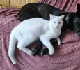 pet-image