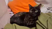 pet-image
