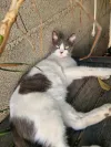 pet-image