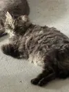 pet-image