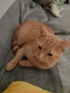 pet-image
