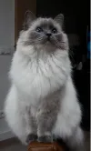 pet-image