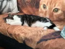 pet-image