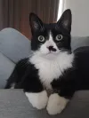pet-image