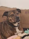 pet-image