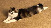 pet-image