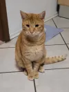 pet-image
