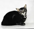 pet-image