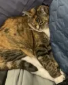 pet-image