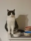 pet-image