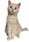 pet-image