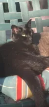 pet-image