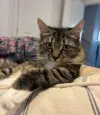 pet-image