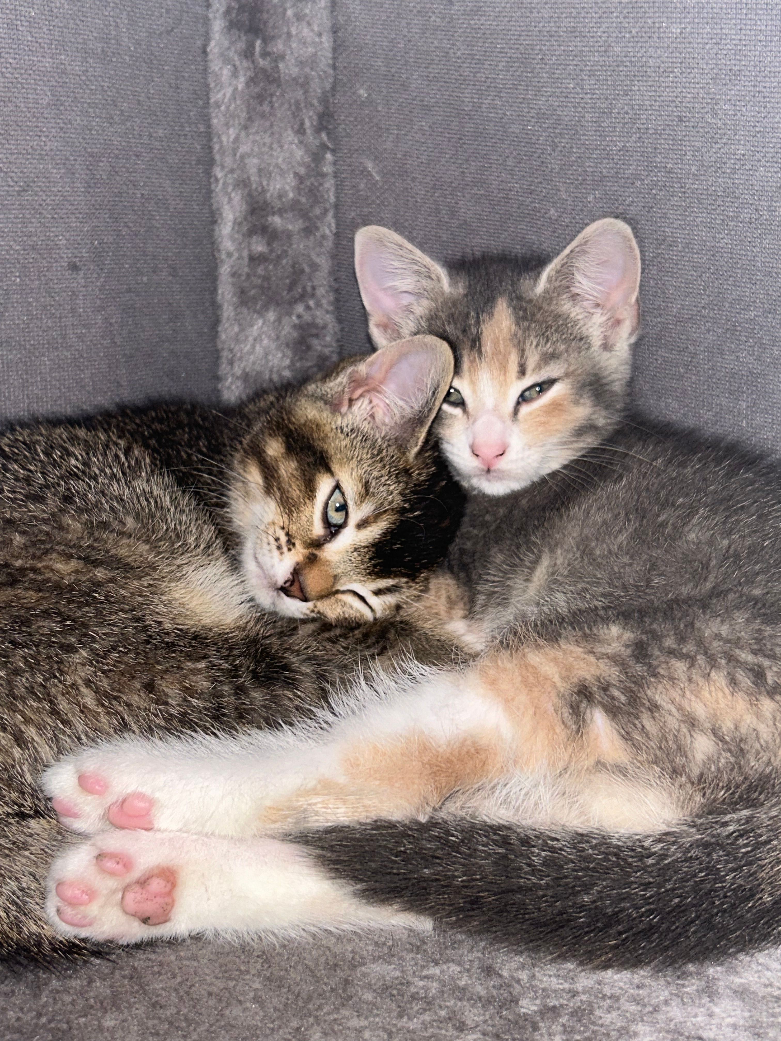 Jinx and genie there two female kittens  poster