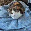 pet-image